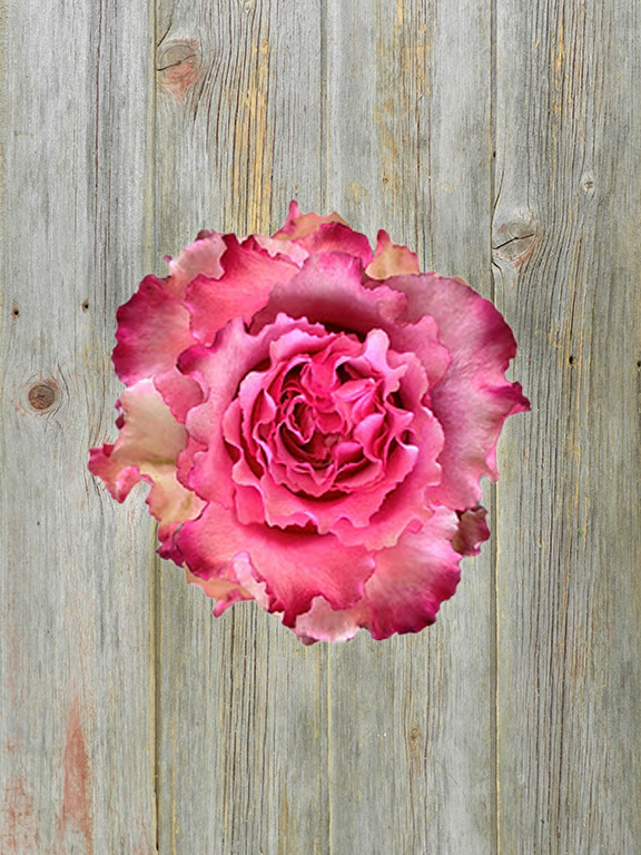 WILD ESPERANCE  PINK/DARK PETALS GARDEN ROSE